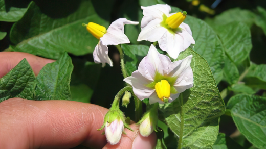 Етапи цвітіння та формування бульб картоплі проходять паралельно і не впливають один на одного.
