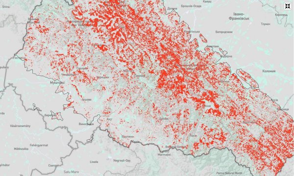 NGL.Media: в українських Карпатах за 20 років вирубали майже 10% усього лісового покрову
                                