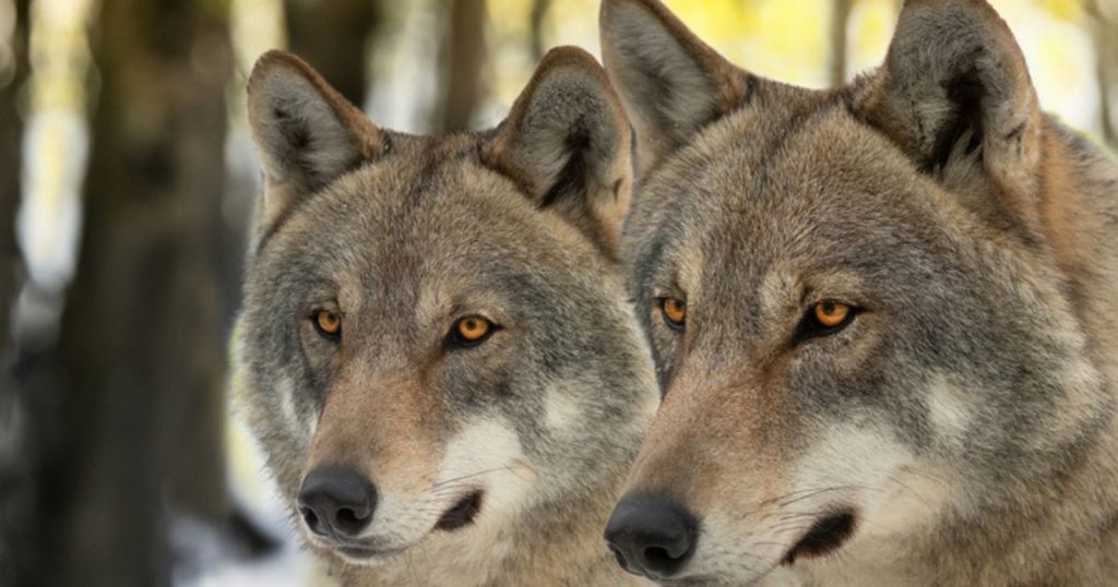 Зафіксовано сьому смерть після повернення хижака, вважаного знищеним 250 років тому — науковці досліджують причини та наслідки.