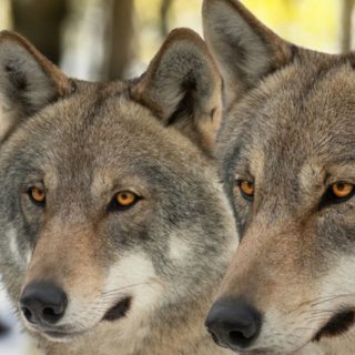 Зафіксовано сьому смерть після повернення хижака, вважаного знищеним 250 років тому — науковці досліджують причини та наслідки.