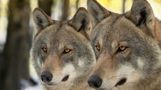 Зафіксовано сьому смерть після повернення хижака, вважаного знищеним 250 років тому — науковці досліджують причини та наслідки.
