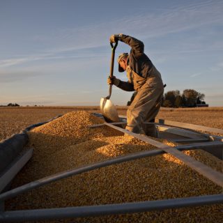 ЄС скасував додаткові перевірки для українських насіння буряку, соняшника, ріпаку та сої, відкривши повний доступ до ринку Євросоюзу.