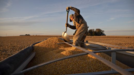 ЄС скасував додаткові перевірки для українських насіння буряку, соняшника, ріпаку та сої, відкривши повний доступ до ринку Євросоюзу.