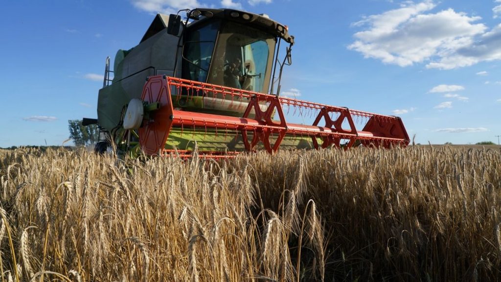 USDA знизило прогноз виробництва пшениці в Україні до 22 млн тонн, водночас підвищивши оцінку врожаю сої на 1 млн тонн — до рекордних 7,6 млн тонн.