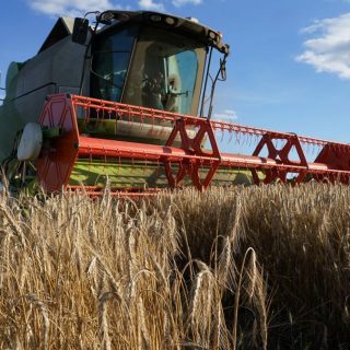 USDA знизило прогноз виробництва пшениці в Україні до 22 млн тонн, водночас підвищивши оцінку врожаю сої на 1 млн тонн — до рекордних 7,6 млн тонн.