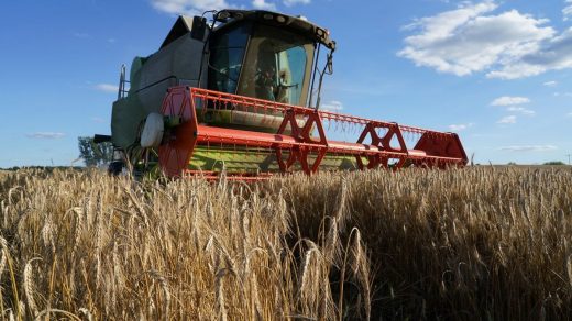 USDA знизило прогноз виробництва пшениці в Україні до 22 млн тонн, водночас підвищивши оцінку врожаю сої на 1 млн тонн — до рекордних 7,6 млн тонн.