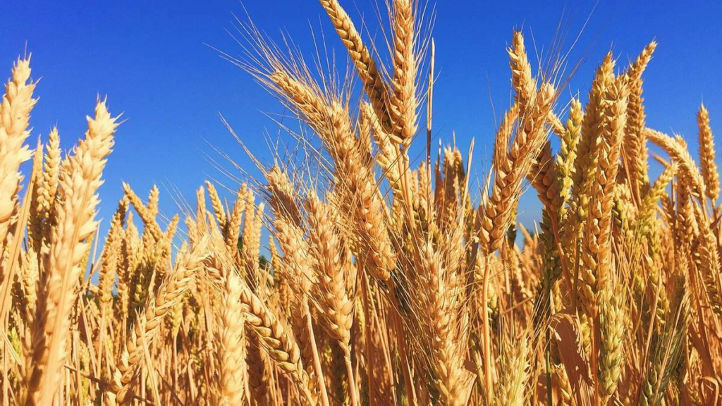 Посівний календар на квітень 2026 в Україні: сприятливі дні для городу та ціни на насіння