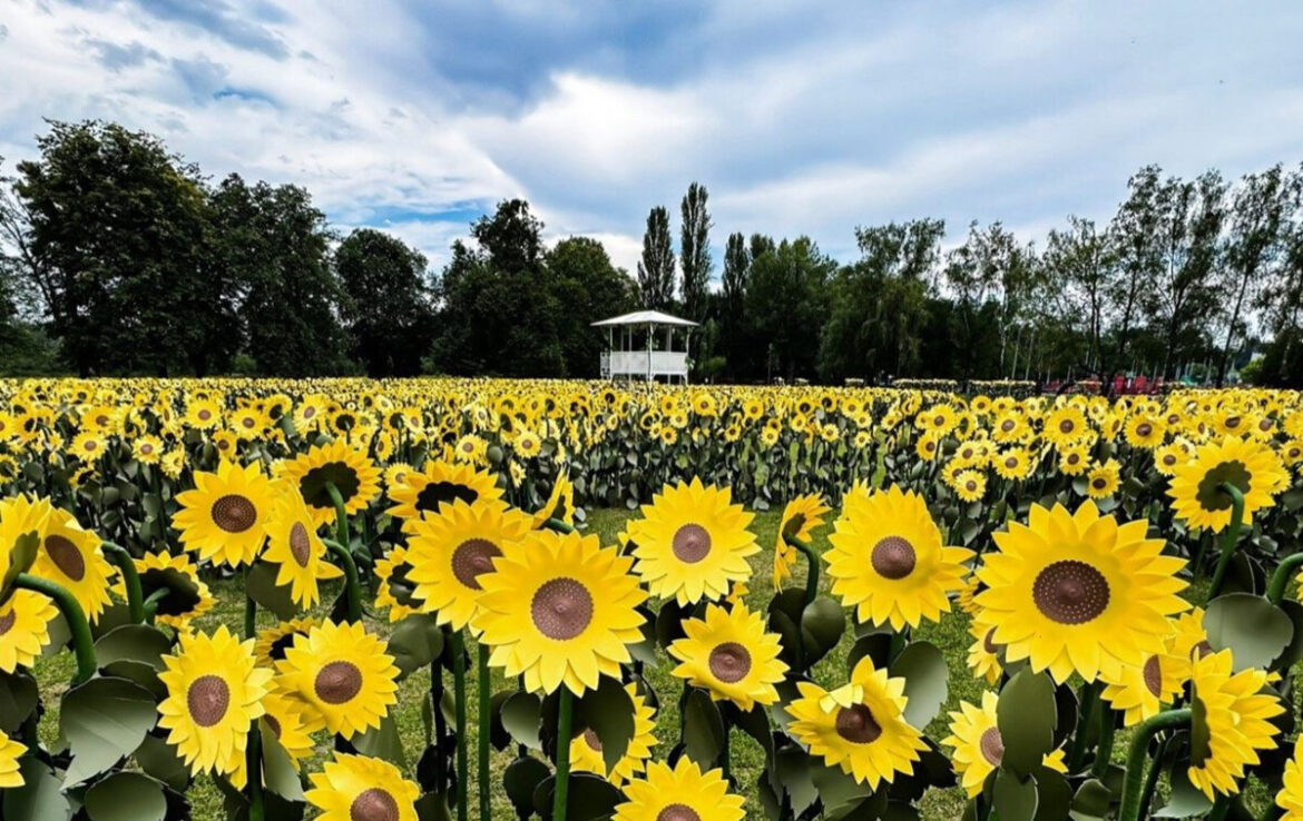 Лабіринт із соняшників відкриють на ВДНГ 16–19 липня. Локація охоплює майже 0,5 гектара, налічує 10 650 рослин, вхід вільний.